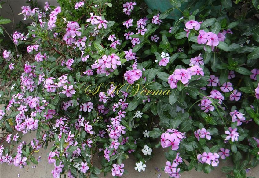  Flowering plant